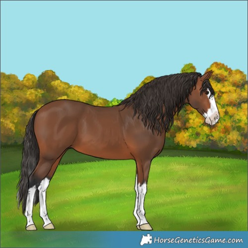 Horse Color:Bay Splash 
