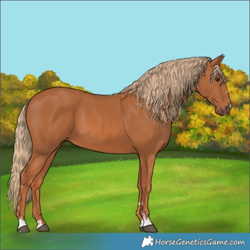 Horse Color:Chestnut 