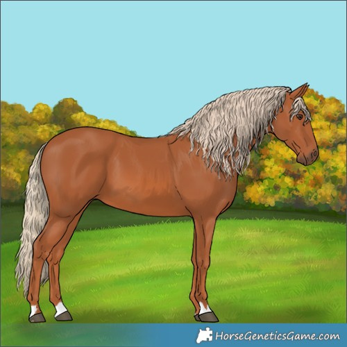 Horse Color:Chestnut 