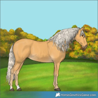 Horse Color:Palomino 