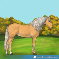 Horse Color:Palomino 