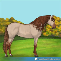 Horse Color:Red Dun 