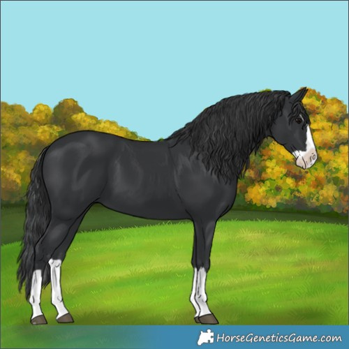 Horse Color:Black Splash