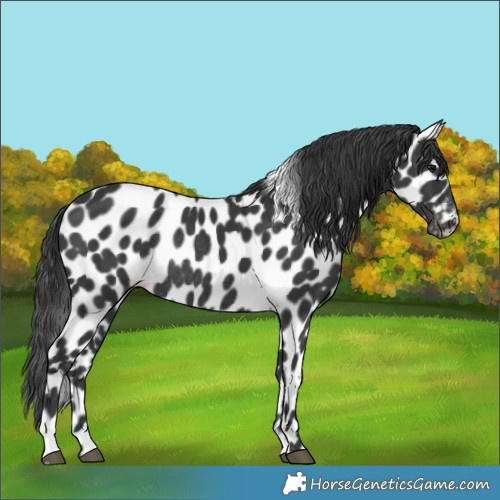 Horse Color:Black Appaloosa Rabicano 