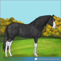Horse Color:Black Splash 