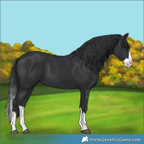 Horse Color:Black Splash 