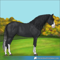 Horse Color:Black Splash