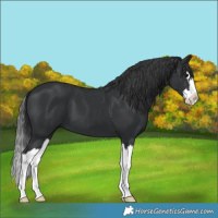 Horse Color:Black Splash 