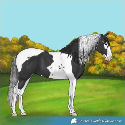 Horse Color:Black Splash Tobiano 