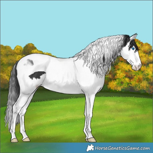 Horse Color:Black Splash Tobiano 