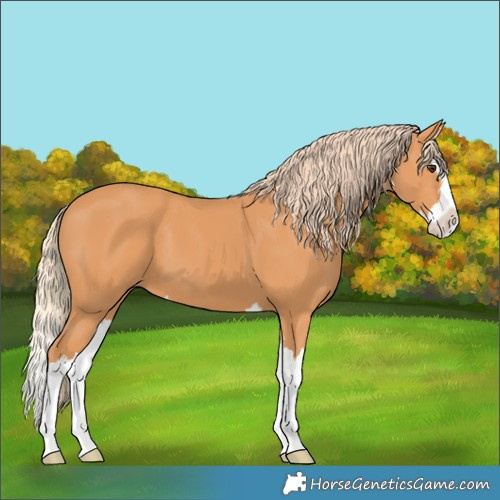 Horse Color:Chestnut Splash
