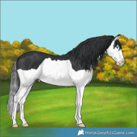 Horse Color:Black Splash