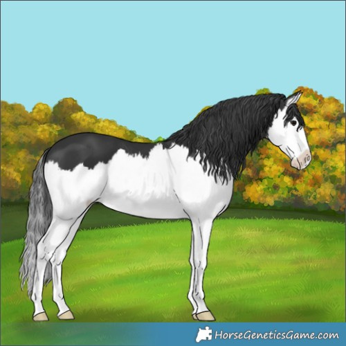 Horse Color:Black Splash