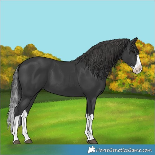 Horse Color:Black Splash 