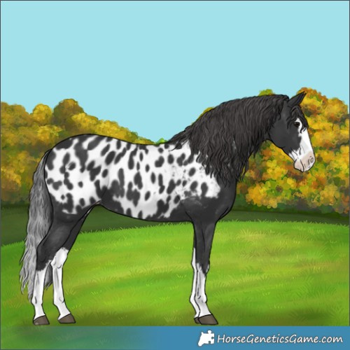 Horse Color:Black Splash Appaloosa 
