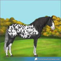 Horse Color:Black Splash Near Leopard 