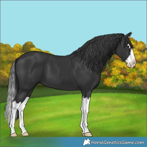 Horse Color:Black Splash 