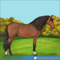 Horse Color:Bay 