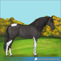 Horse Color:Smoky Black Tobiano