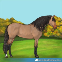 Horse Color:Bay Dun 