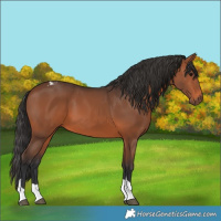 Horse Color:Brown Tobiano 