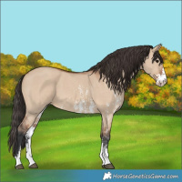 Horse Color:Bay Dun Sabino