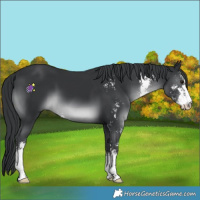 Horse Color:Black Chinchilla Sabino 