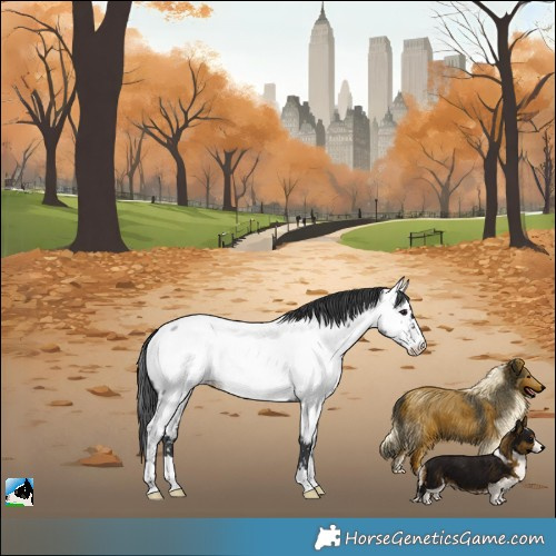 Horse Color:Blue Roan Near Fewspot