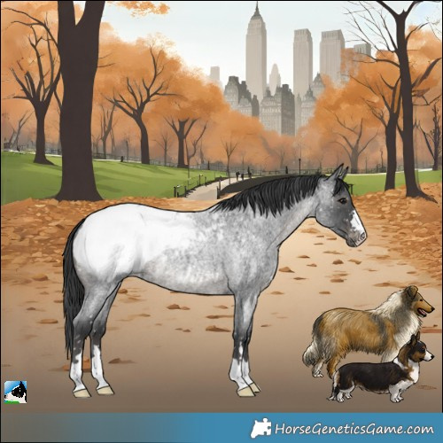 Horse Color:Blue Roan Appaloosa