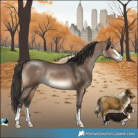 Horse Color:Brown Dun Appaloosa Rabicano