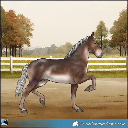 Horse Color:Liver Chestnut Mushroom 