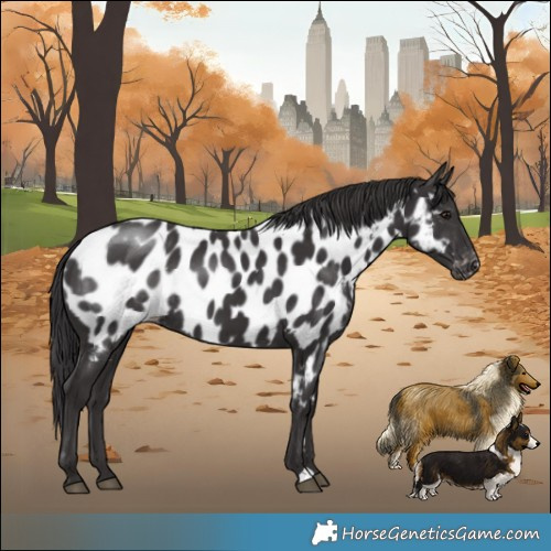 Horse Color:Smoky Black Near Leopard Rabicano