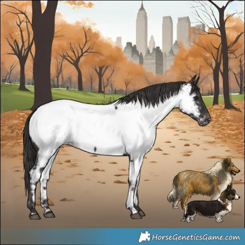 Horse Color:Smoky Black Near Fewspot Rabicano 