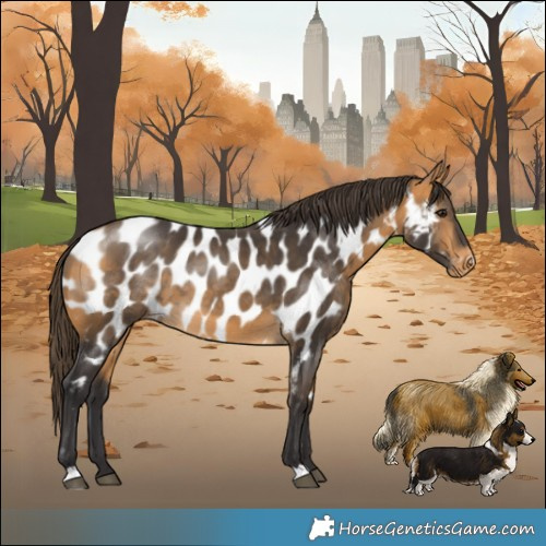 Horse Color:Buckskin Near Leopard 