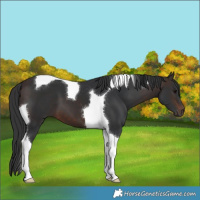 Horse Color:Brown Tobiano 