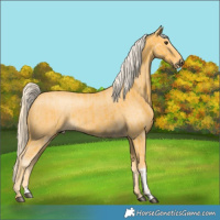 Horse Color:Palomino and Palomino