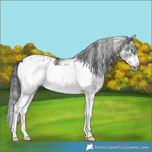 Horse Color:White Spotted Black Splash Frame Appaloosa
