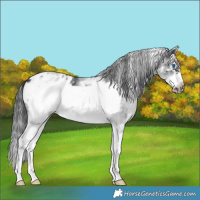 Horse Color:White Spotted Black Splash Frame Appaloosa 