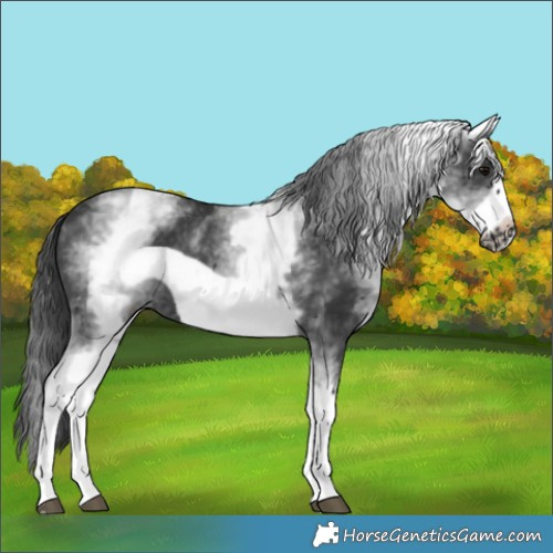 Horse Color:White Spotted Black Frame 