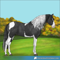 Horse Color:Black Splash Tobiano Varnish 