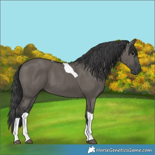 Horse Color:Grullo Tobiano