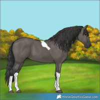 Horse Color:Grullo Tobiano 