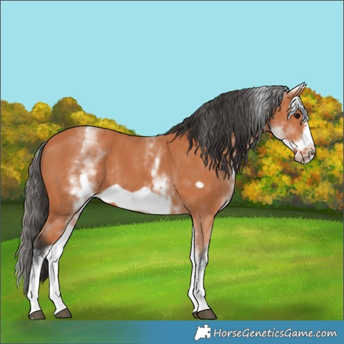 Horse Color:White Spotted Bay Frame Rabicano 