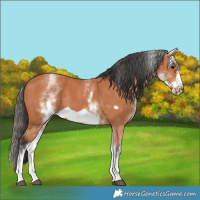 Horse Color:White Spotted Bay Frame Rabicano