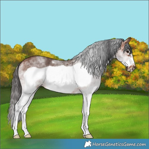 Horse Color:White Spotted Bay Frame