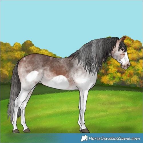 Horse Color:White Spotted Bay Frame 
