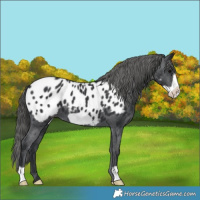 Horse Color:Black Frame Near Leopard