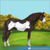 Horse Color:Liver Chestnut Frame 