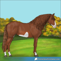 Horse Color:Chestnut Frame 
