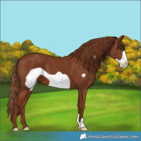Horse Color:Chestnut Frame